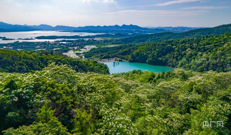 江西新余 山树花开，半山青翠半山雪