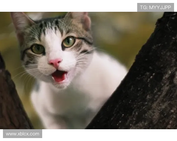 猫咪物语2：那些融化了时光的喵星人，你家的是哪一款？